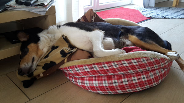 Ob das bequem ist.jpg (600 x 338)